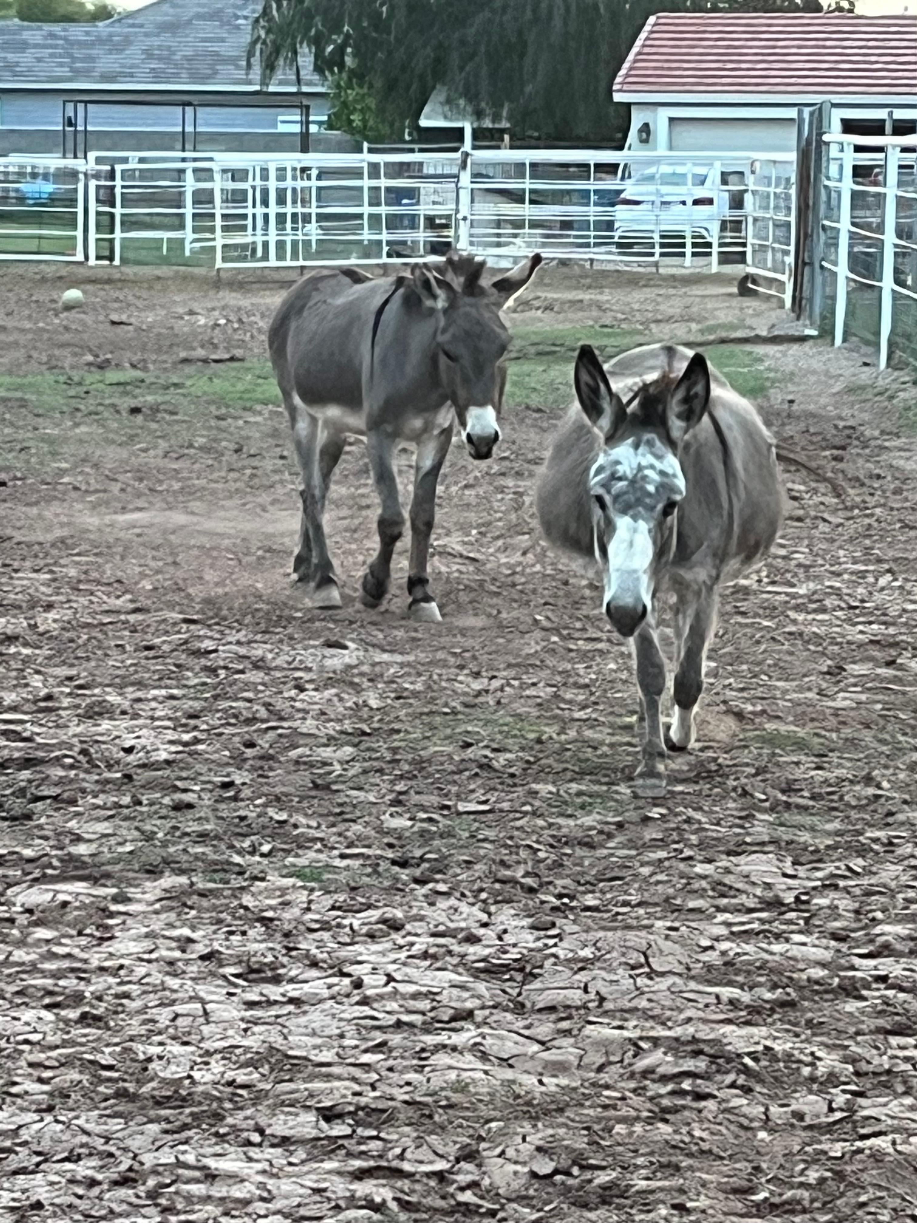 Daisy and Waffles coming to greet us
