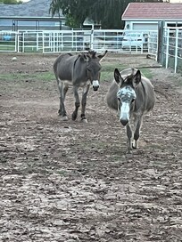 Daisy and Waffles coming to greet us