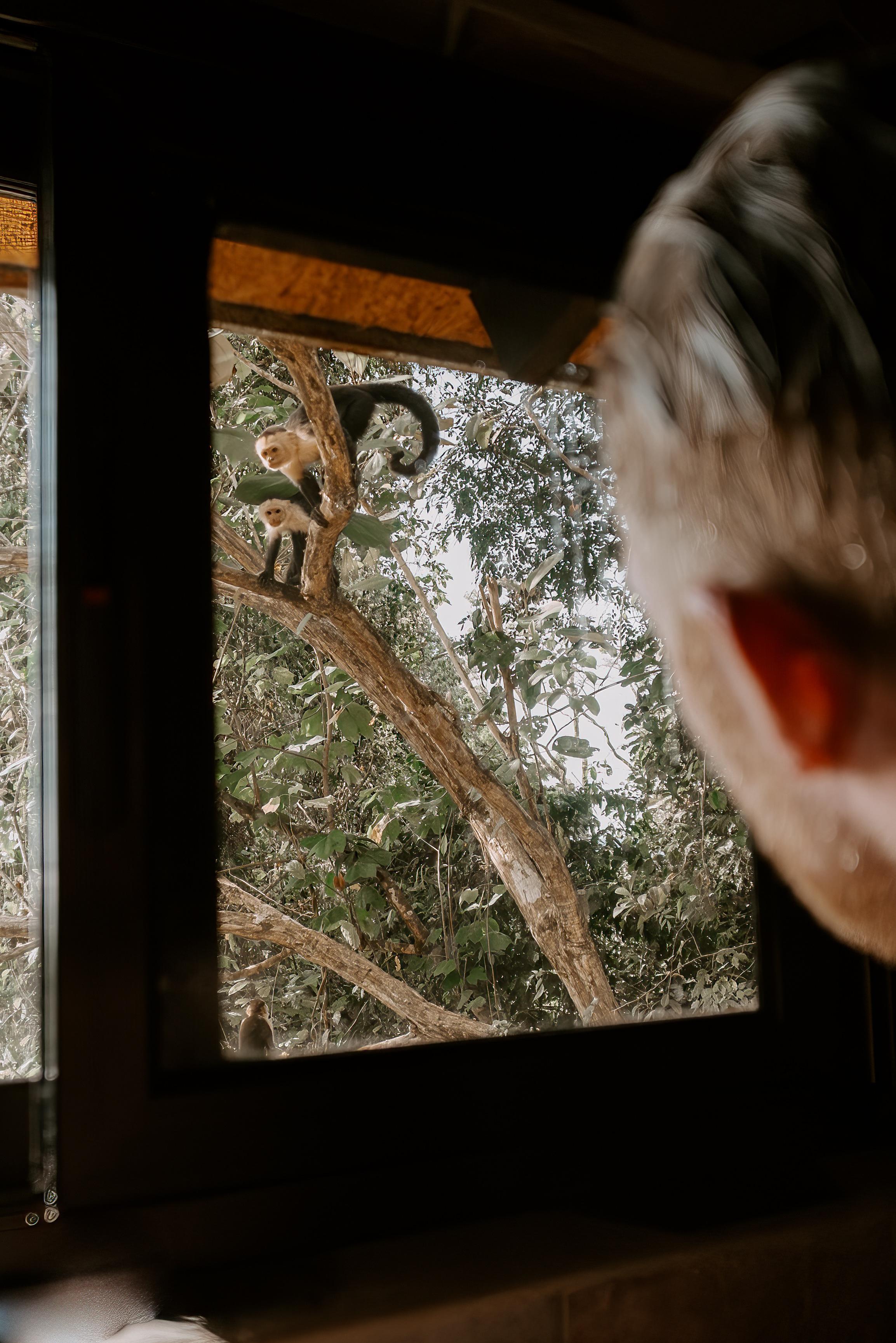 Monkeys liked watching us shower!