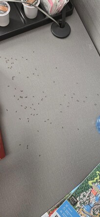 Photo taken of Ants in the room allocated.