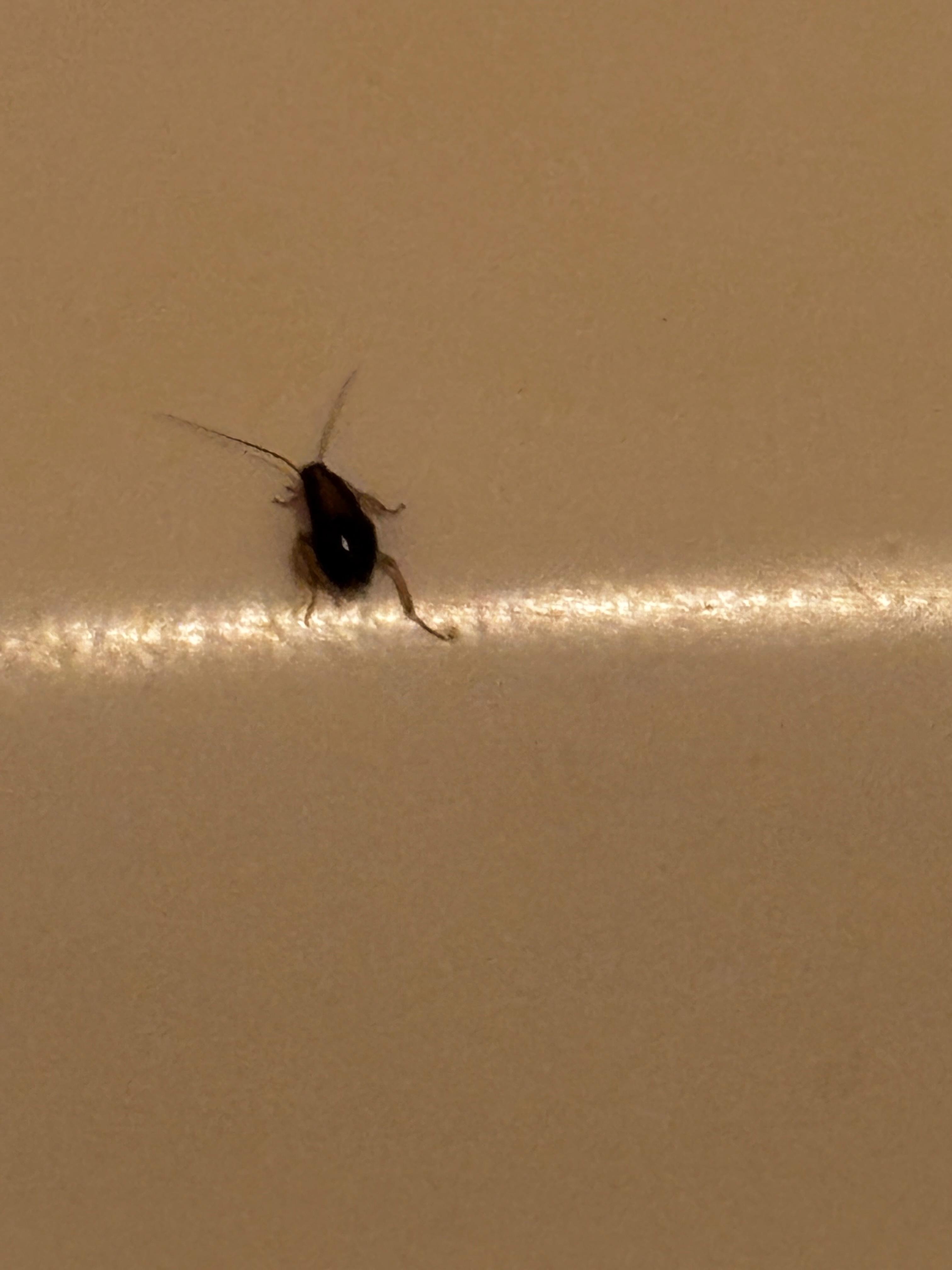 Close up of a bug in the bathtub.