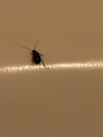 Close up of a bug in the bathtub.