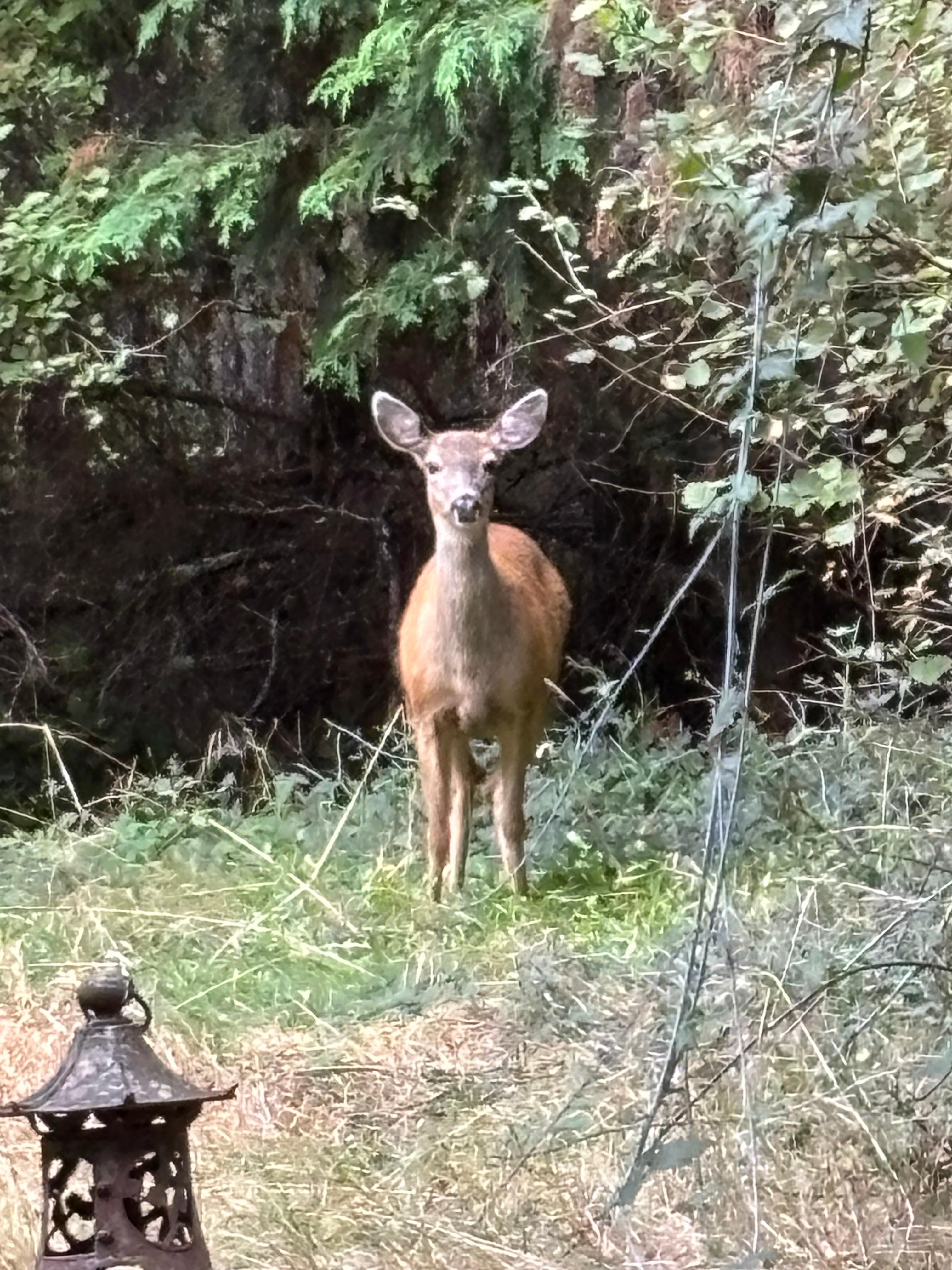 Front yard Thursday evening 