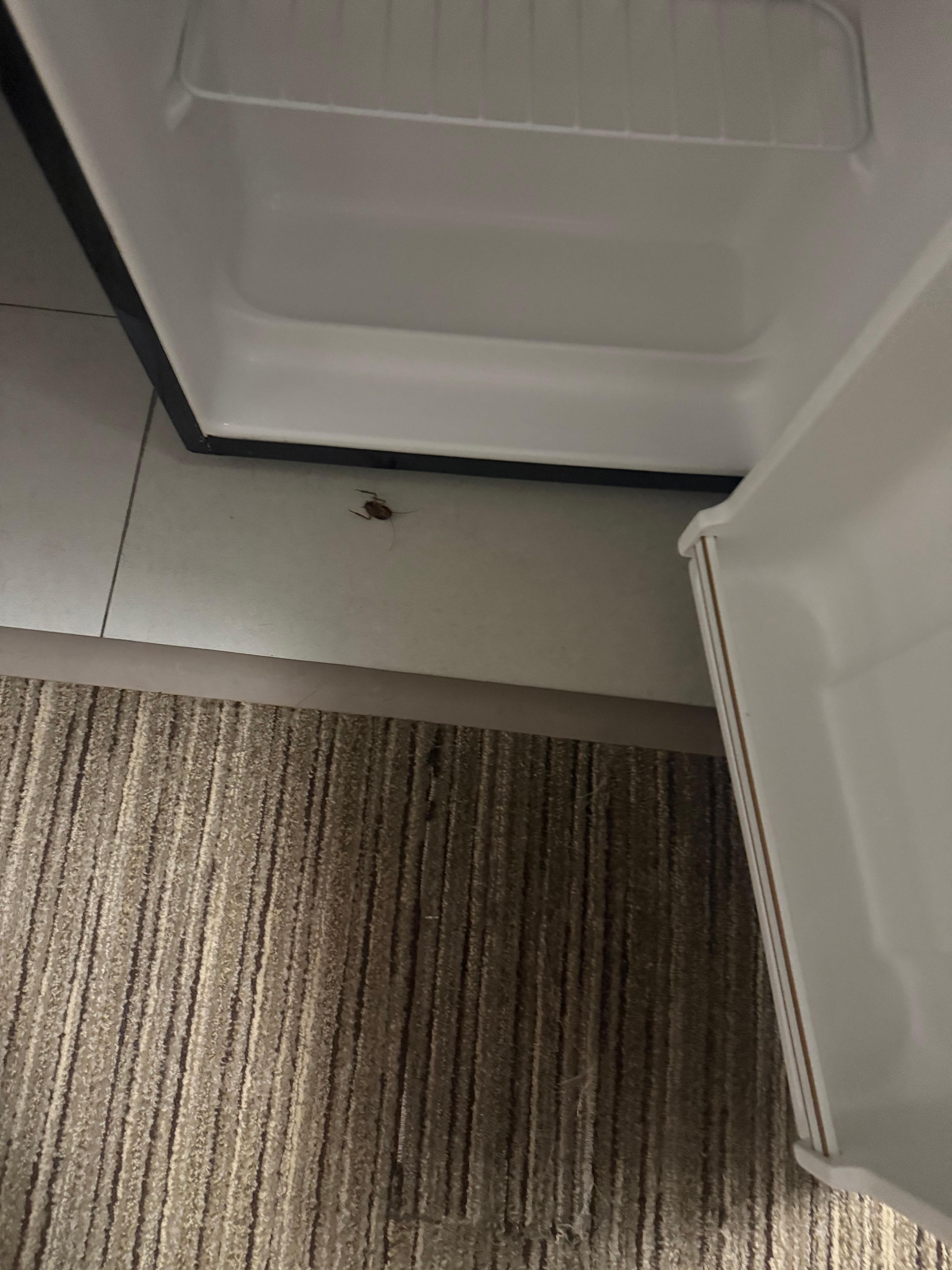 Dead roach the other roach wasn’t dead couldn’t get a picture