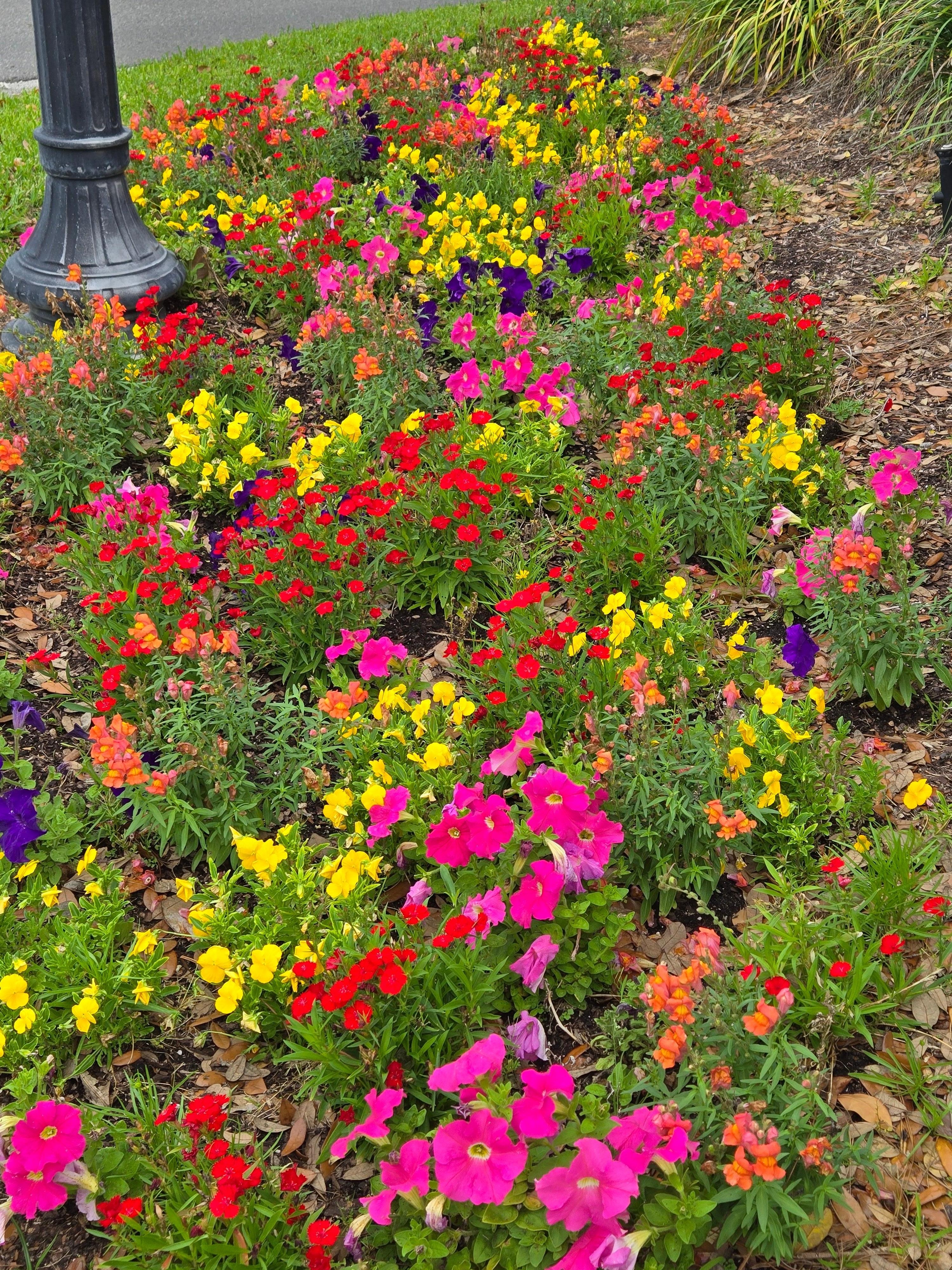 Gorgeous flowers on the corner at the end of the street where this villa is located.