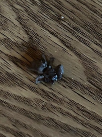 one of killed spiders