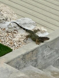 Some wild life visits 🦎