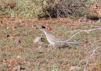 roadrunner on one of our hikes in the area