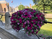 A local garden