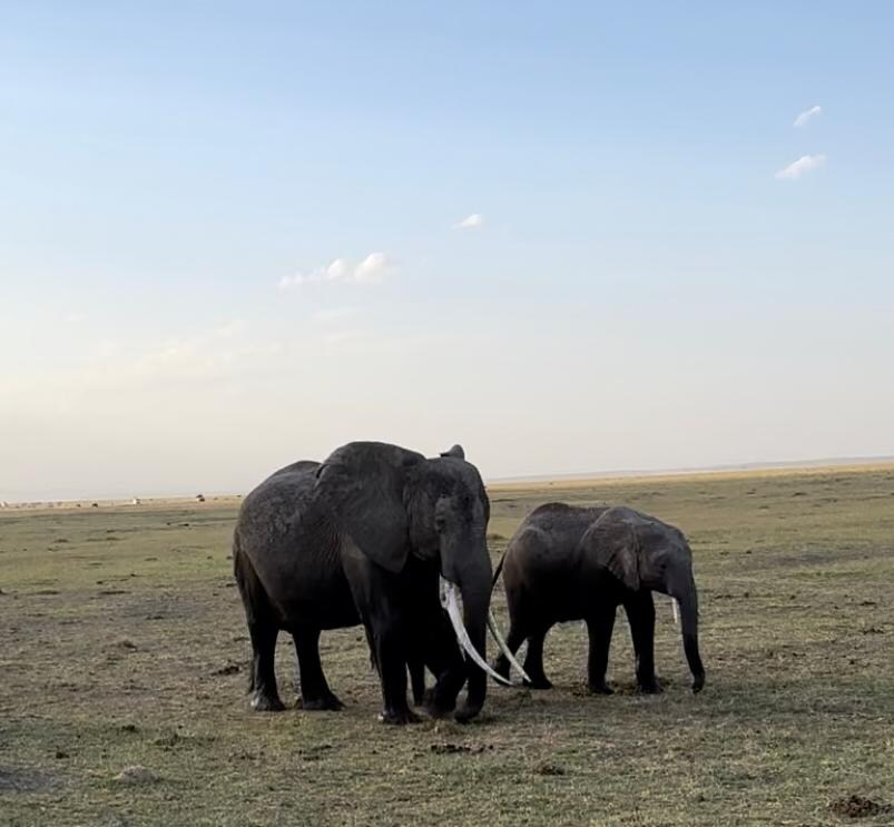 Amboseli