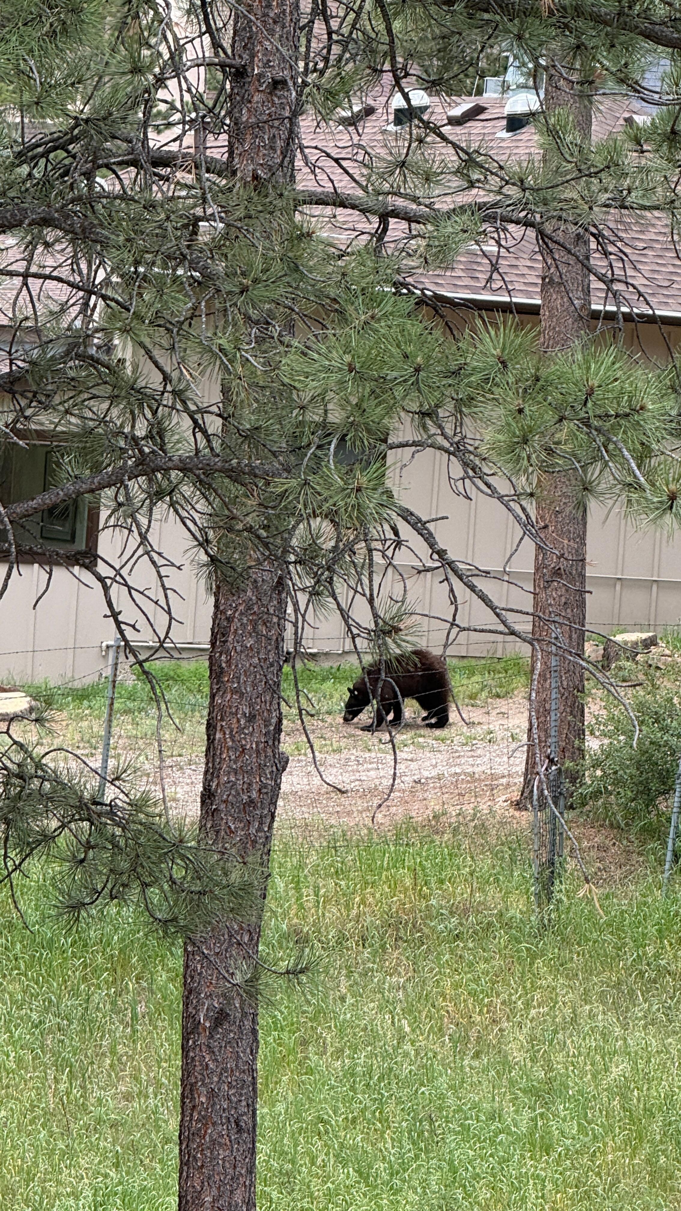 Visit from one of the locals