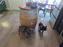 We found many petfriendly wine tastings.