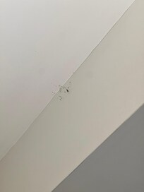 Spider webs