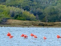 Flamingoes right in your backyard