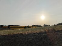 Champ de tournesol derrière le gîte, au coucher du soleil
