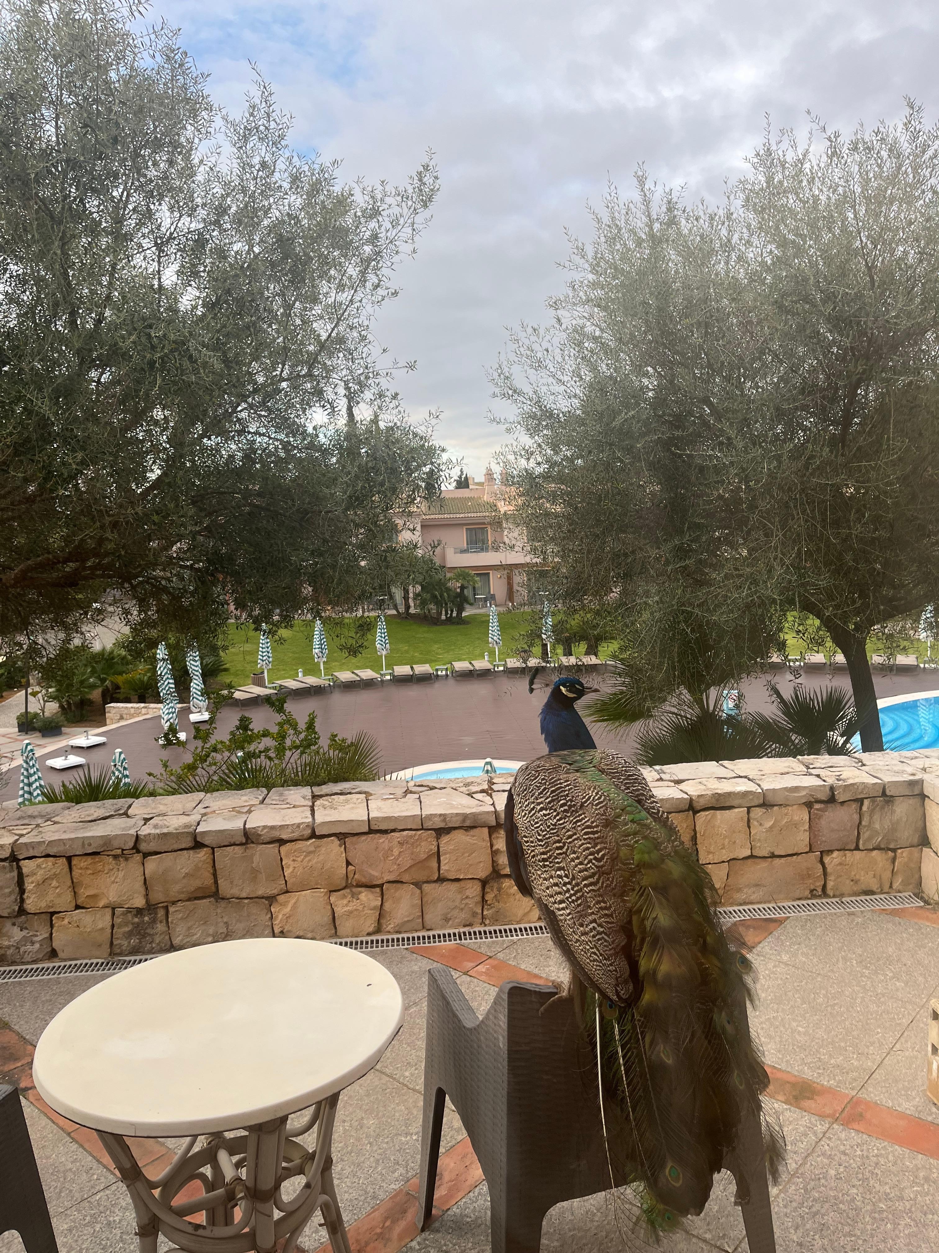 Another one looking for a bit of food 