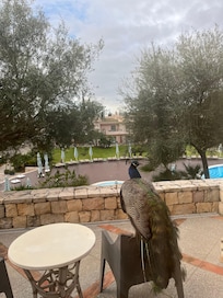 Another one looking for a bit of food