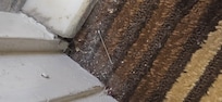 Needle and dirt caked up on the floor.