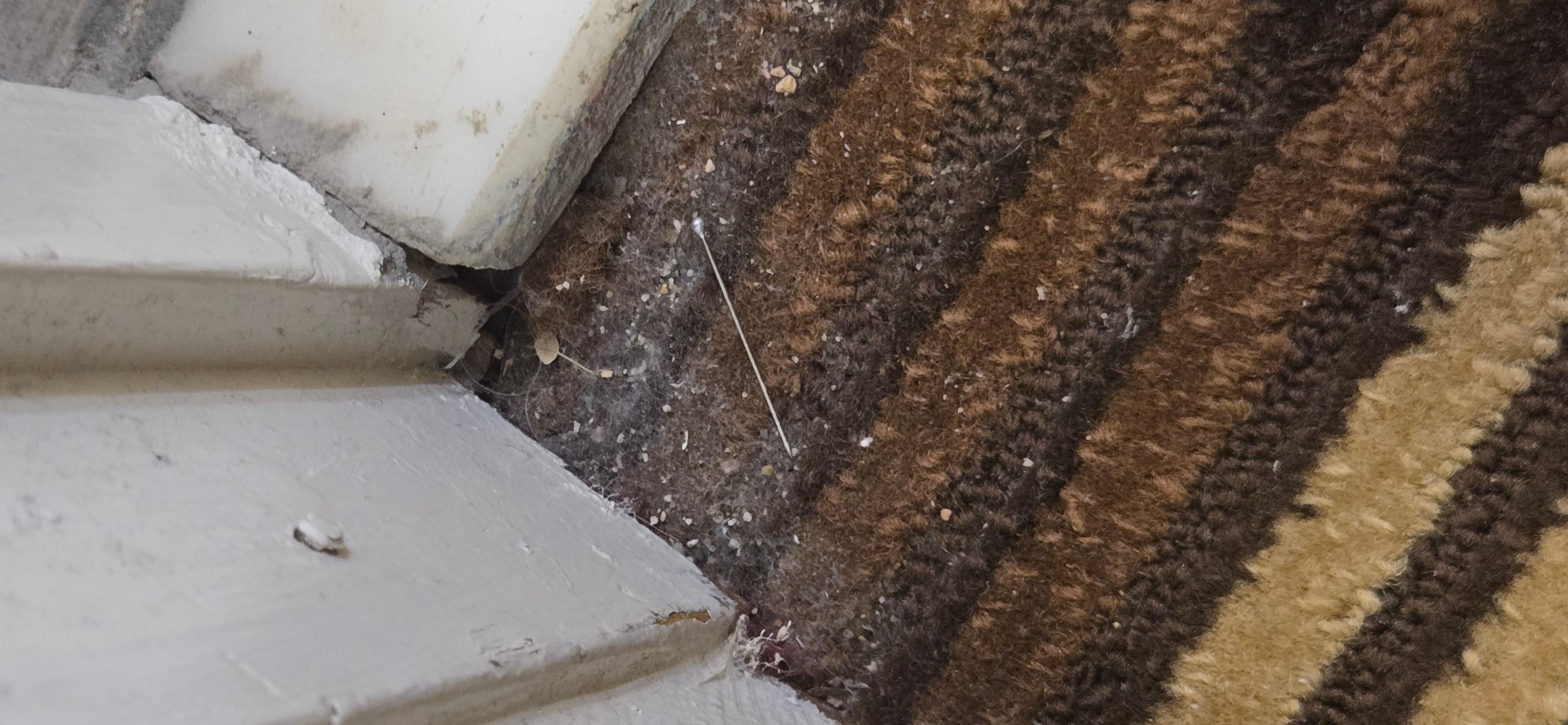 Needle and dirt caked up on the floor. 