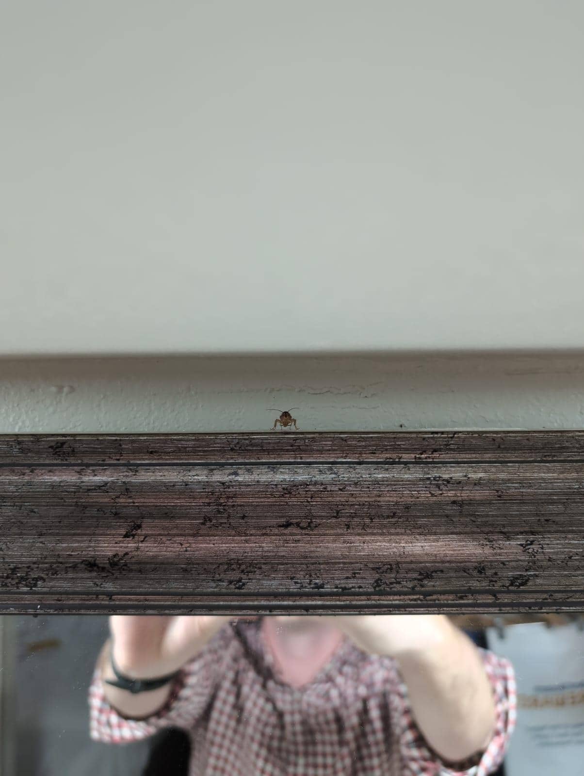 Roach at the Best Western in Pearl