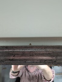 Roach at the Best Western in Pearl