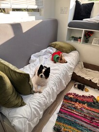 My pups felt “Right At Home” in our Little Tiny Home!
