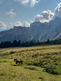 Wild horses on a nearby hike towards Cinque Torri