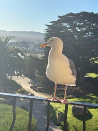 I paid for a Cannery Row view but got a partial Ocean View without needing to upgrade.