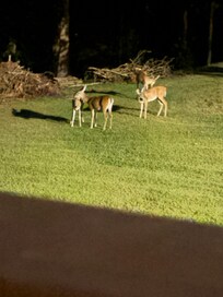 Deer