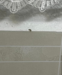 Booger on the wall 🤮