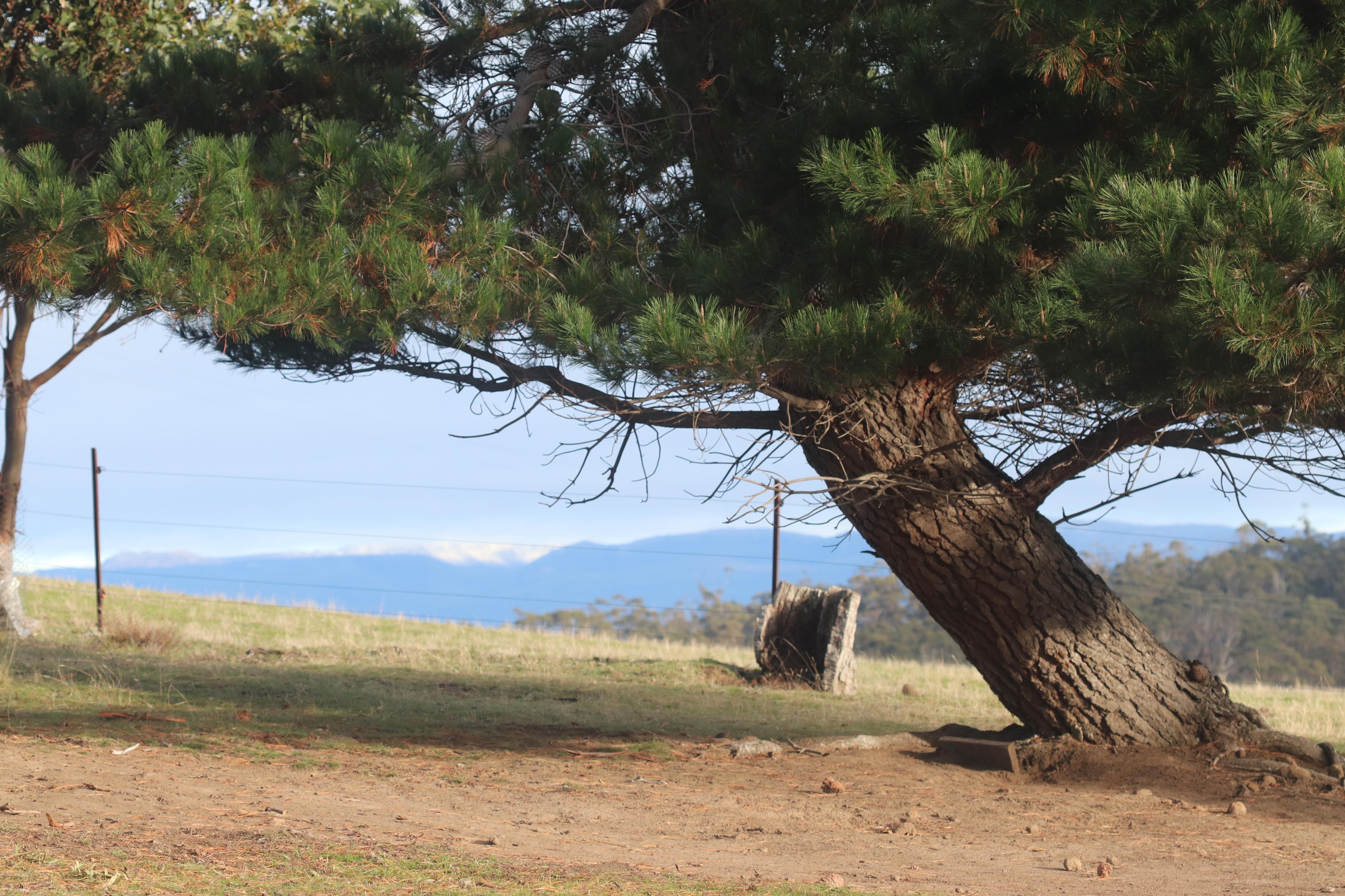 Glimpse of snow on the mountain from the property.