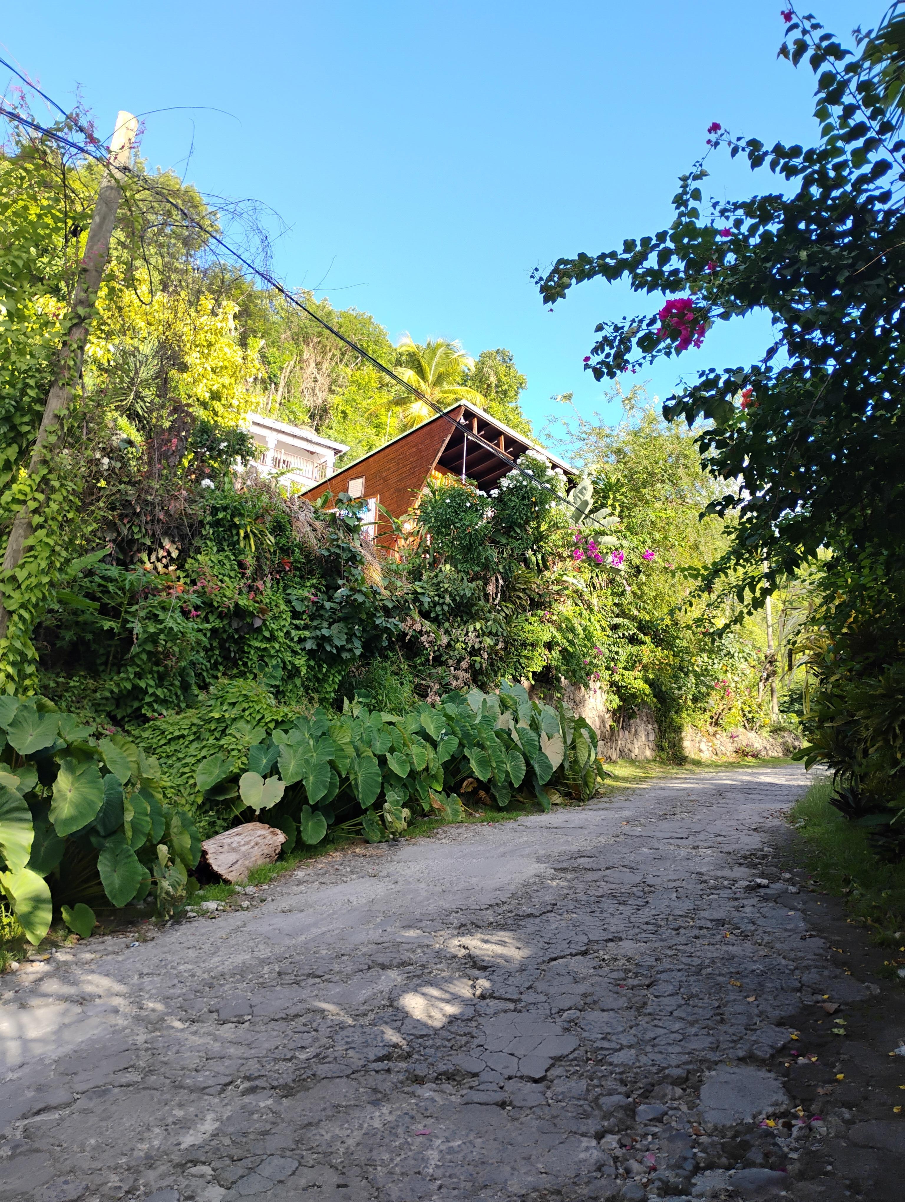 Road and the treehouse