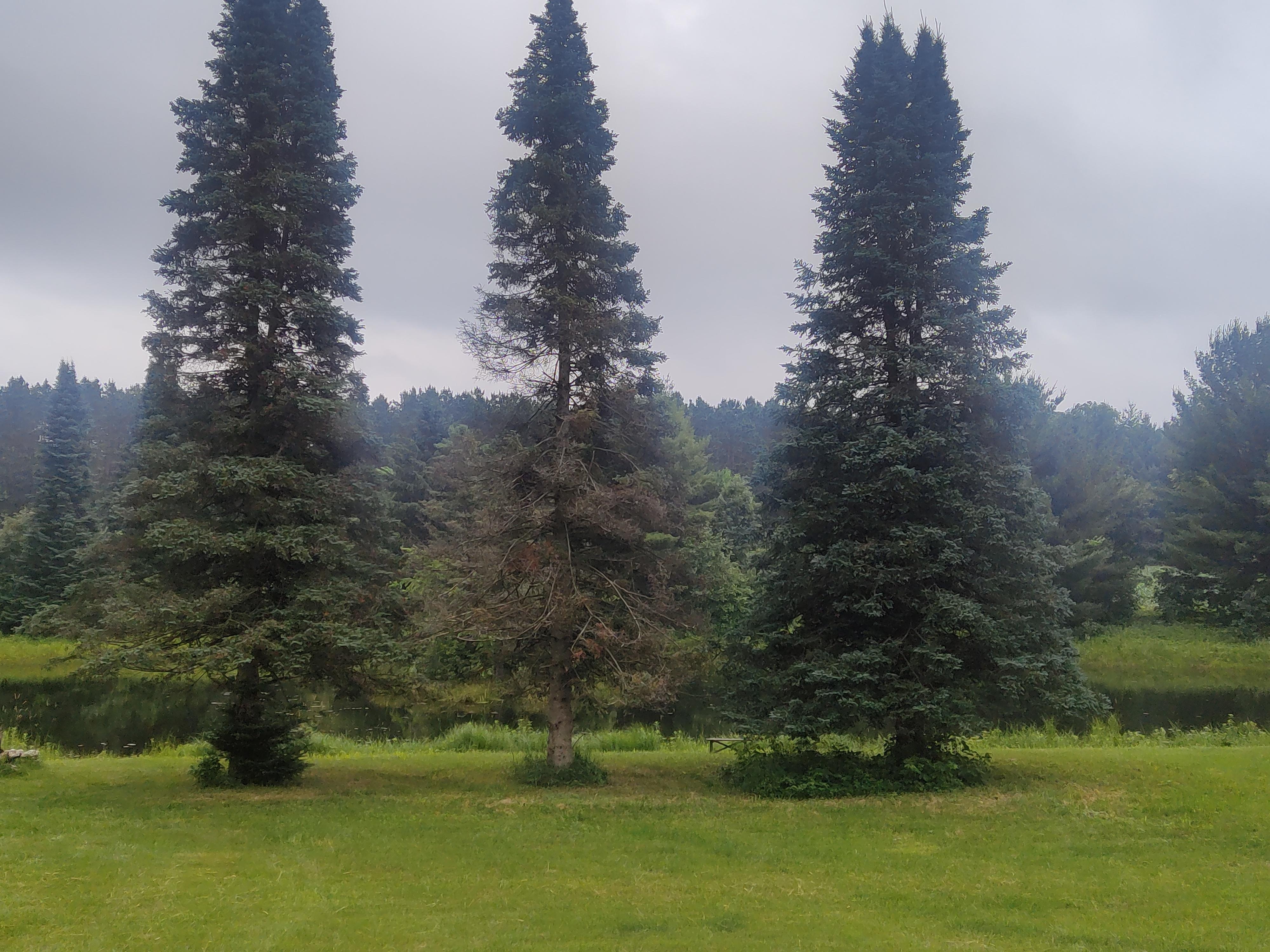 Yard view