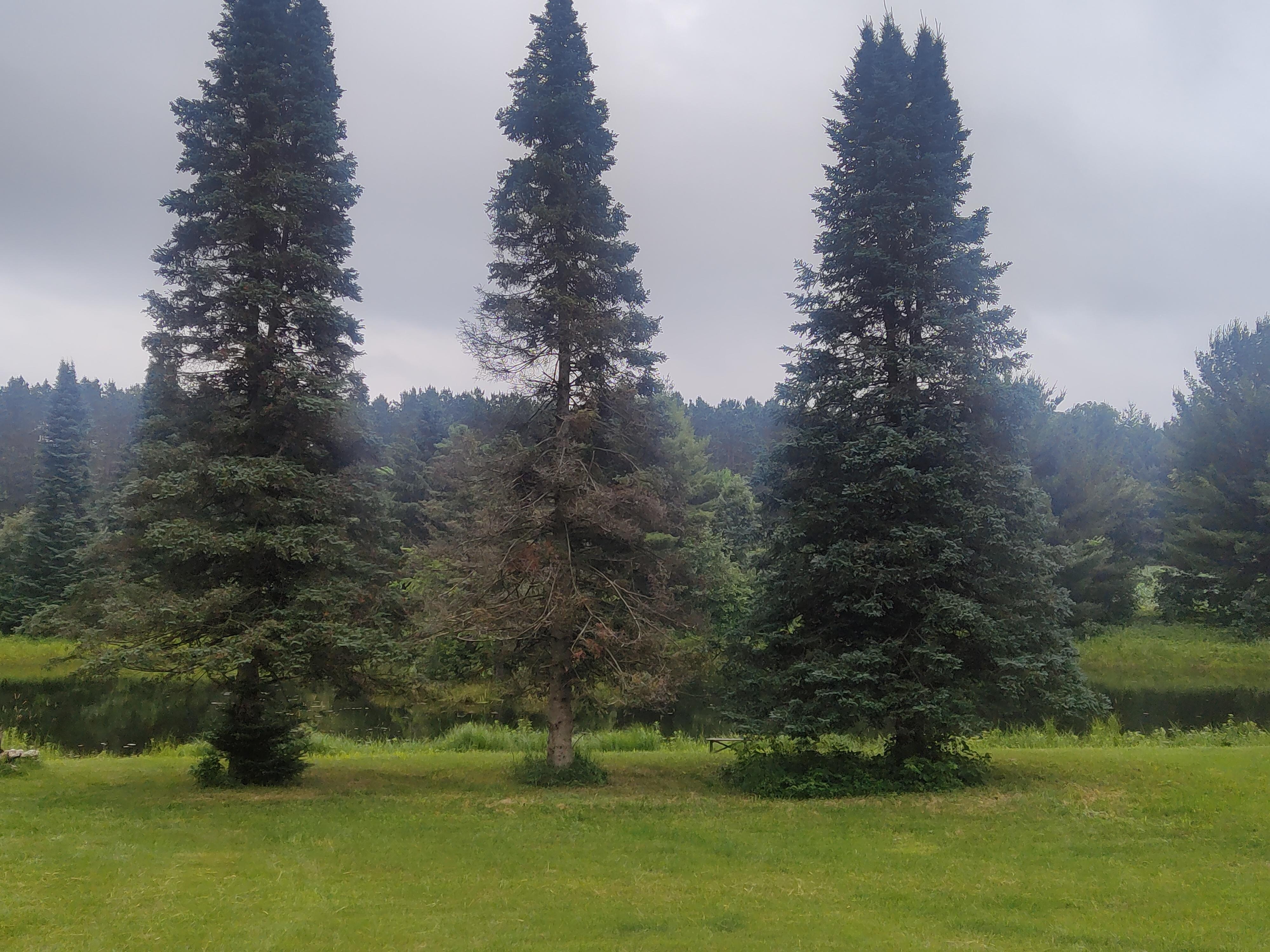 Yard view