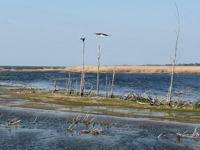 Bald Eagles 