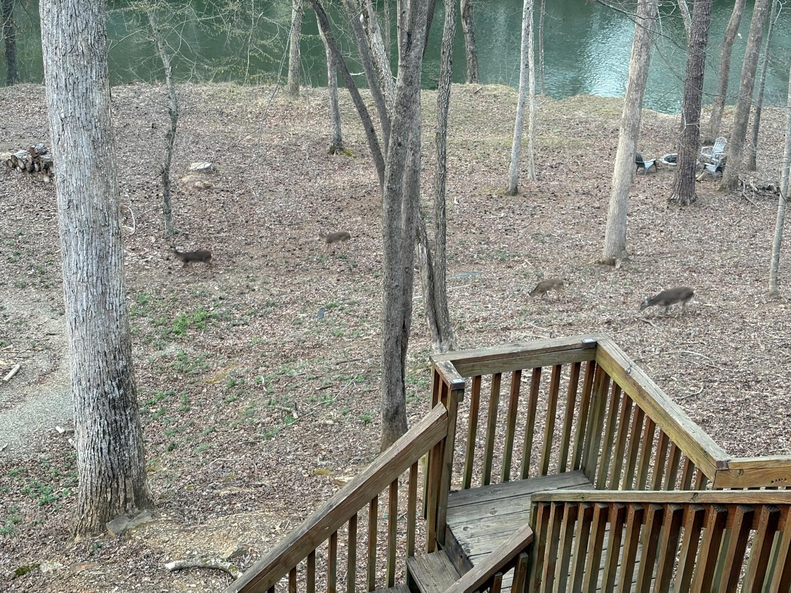 Deer in the back yard