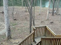 Deer in the back yard