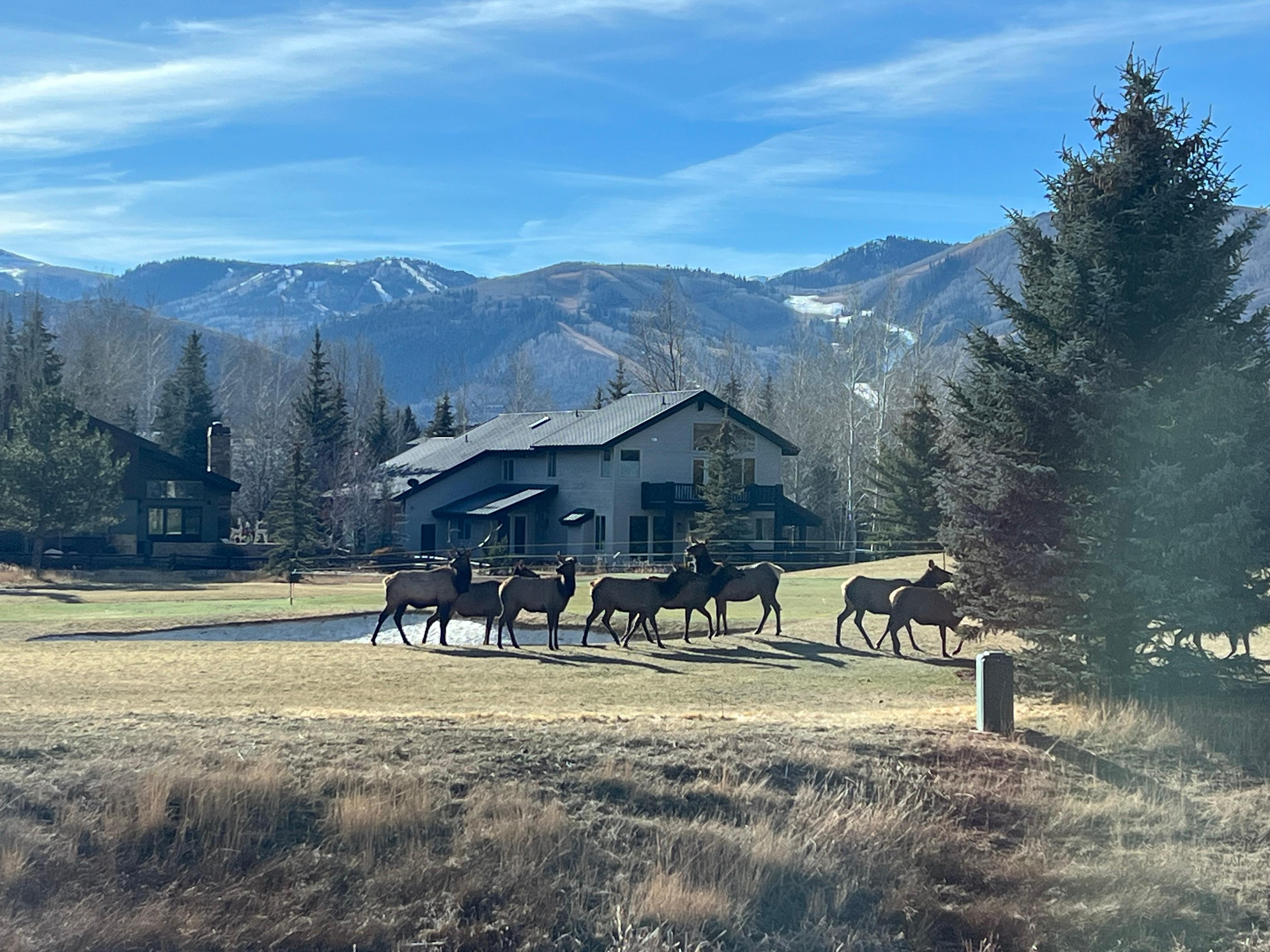 Elk outside the living room windows!