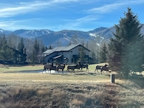Elk outside the living room windows!