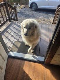 Fred the dog. Was so fun having him around.