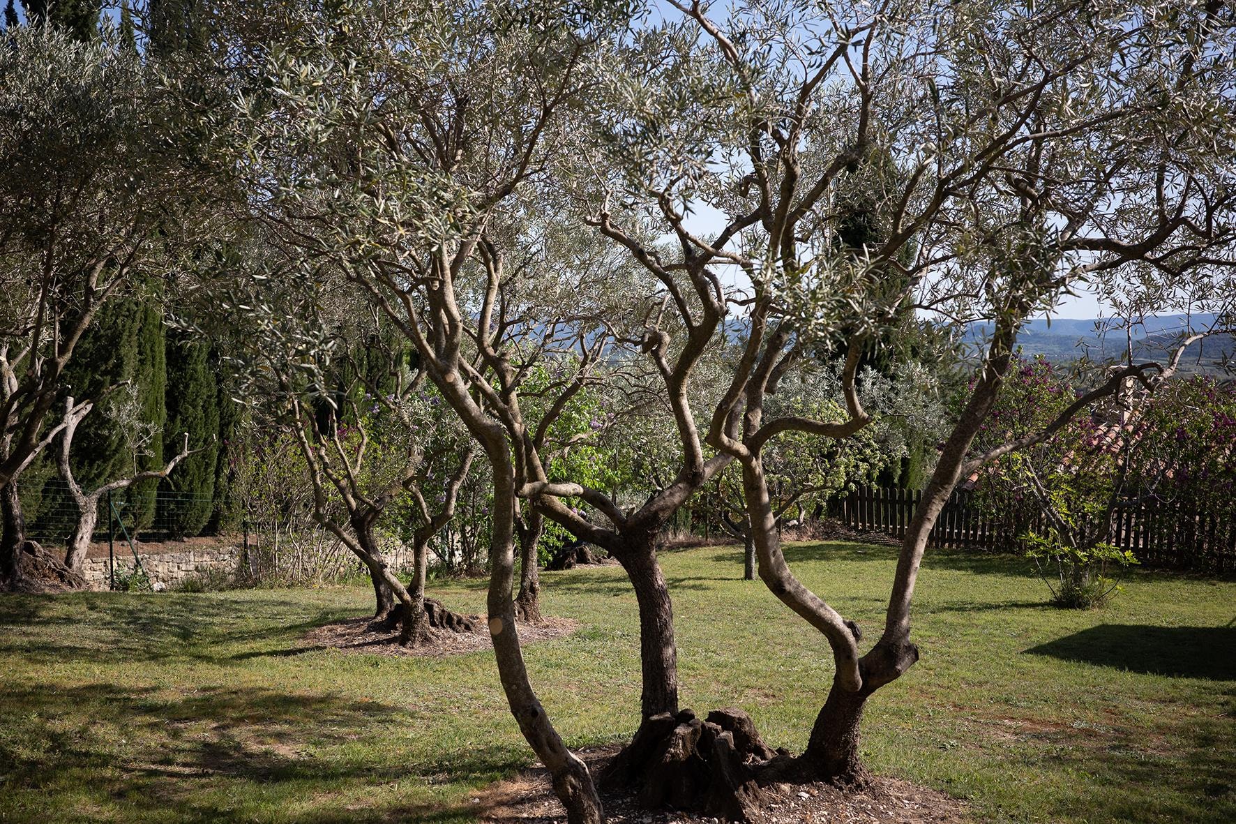 Der Garten
