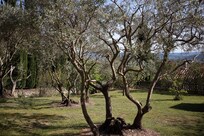 Der Garten