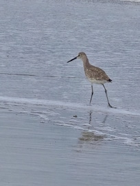 Lots of wildlife