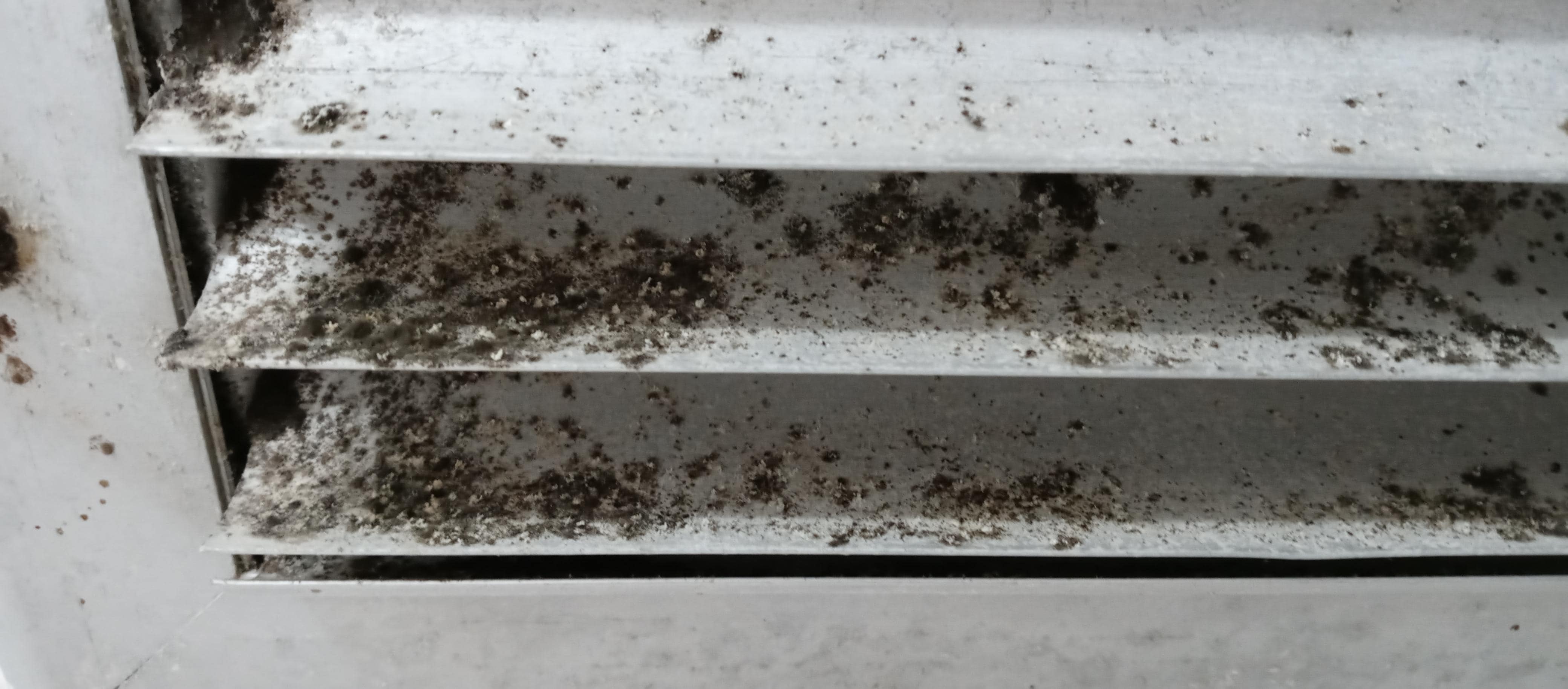 Mold on bathroom air vent.