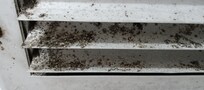 Mold on bathroom air vent.