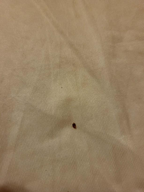 Dead bed bug on the pull pull out bed in game room