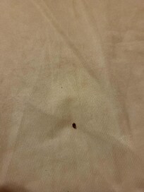 Dead bed bug on the pull pull out bed in game room