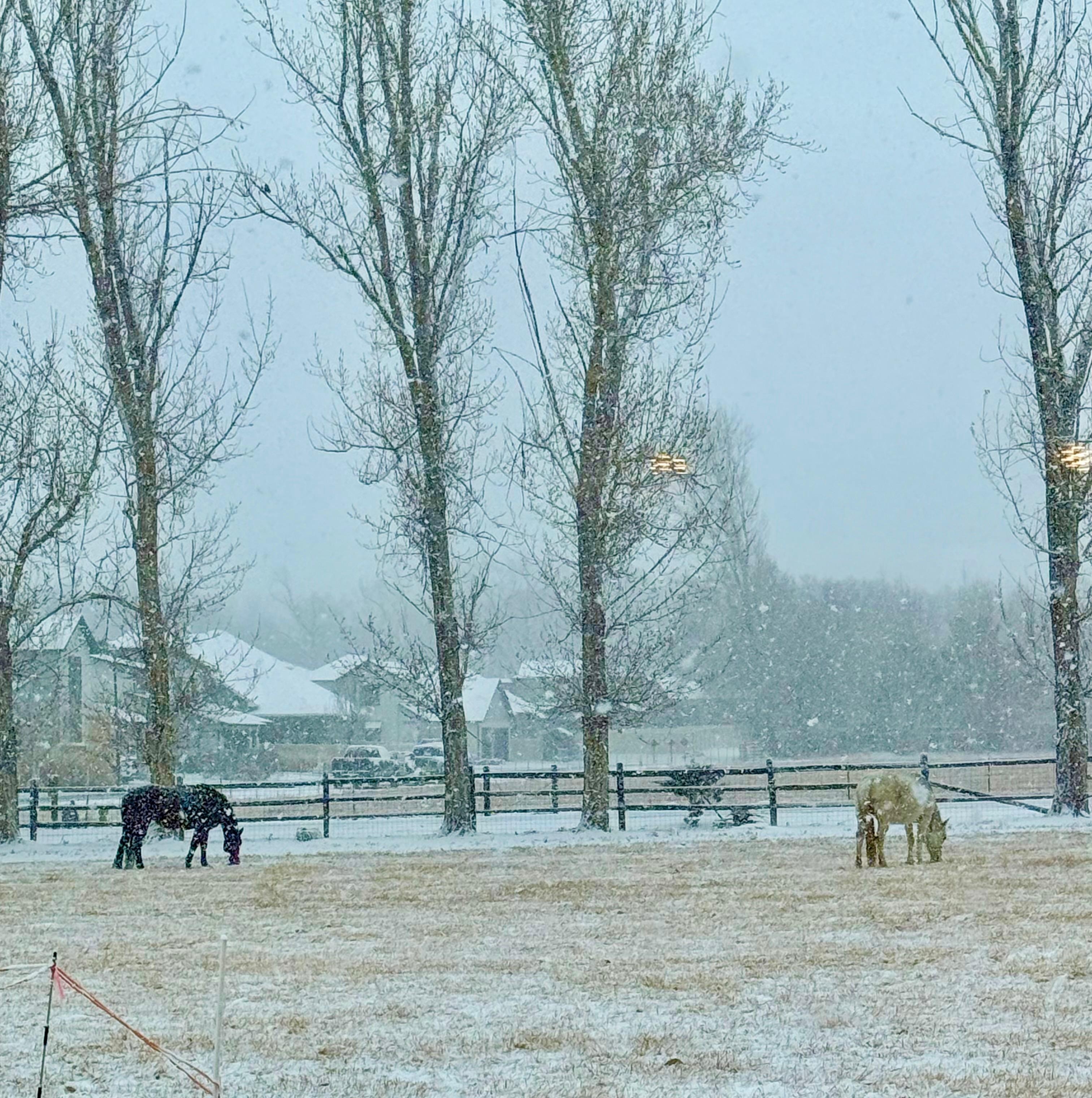 Horses enjoying a snowy morning