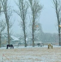 Horses enjoying a snowy morning