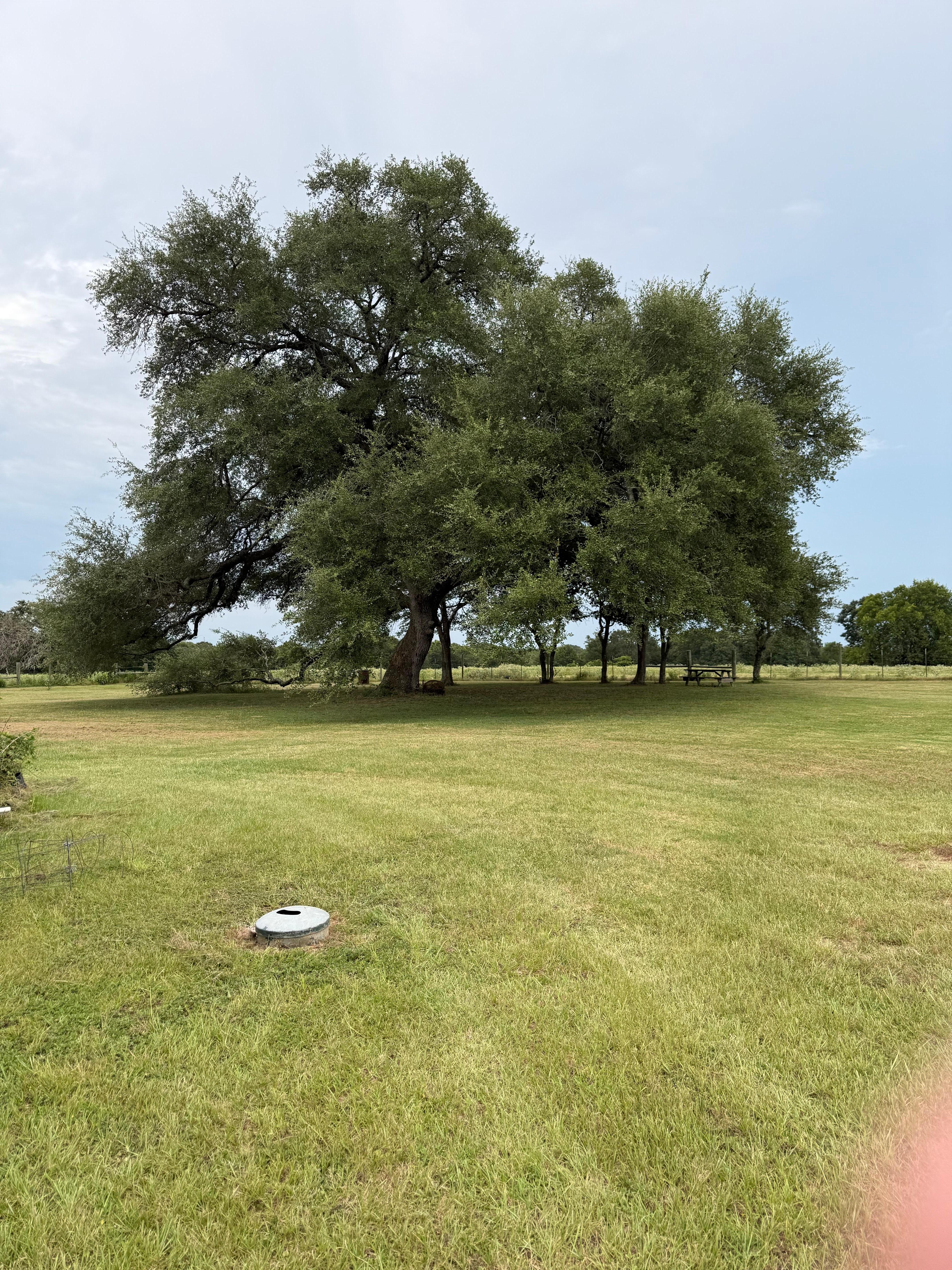 Backyard field